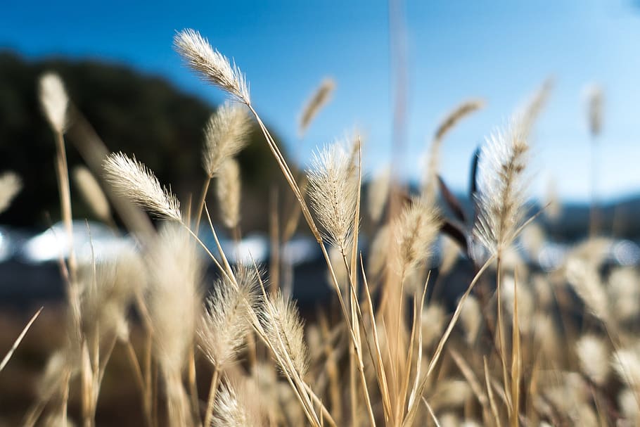 grass, sky, autumn, flame grass, agriculture, growth, plant HD wallpaper