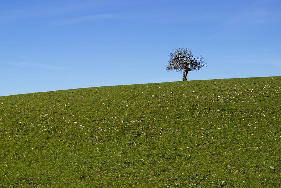 tree, landscape, lonely, nature, plant, grass, sky, field, environment HD wallpaper