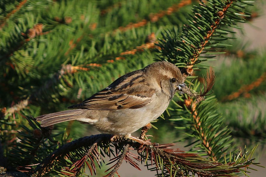 himself, animal, background, beak, bird, branch, brown, cute HD wallpaper