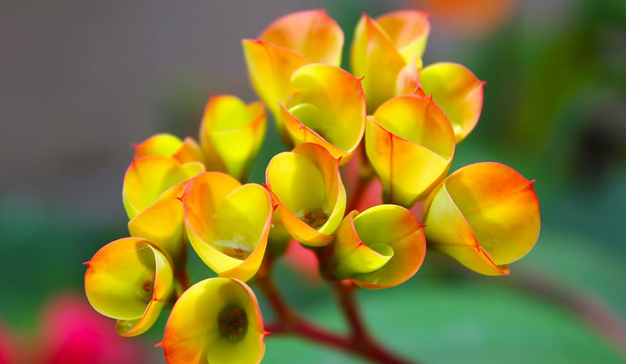 yellow and red petaled flowers in close up photography, flora HD wallpaper
