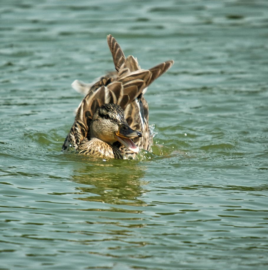 duck, feathers, pond, bath, bird, animal, animals in the wild HD wallpaper