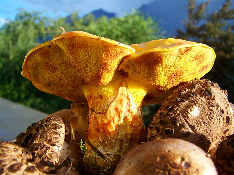 Fungi, Yellow, Brown, Mixed, yellow-brown, nature, fungus, food, HD wallpaper