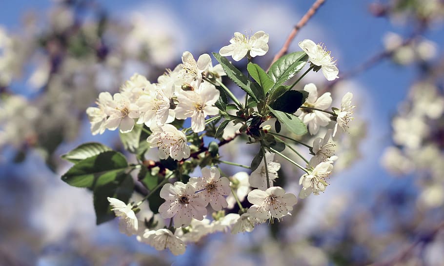 spring, bloom, flowering tree, cherry, nature, flowering branch HD wallpaper