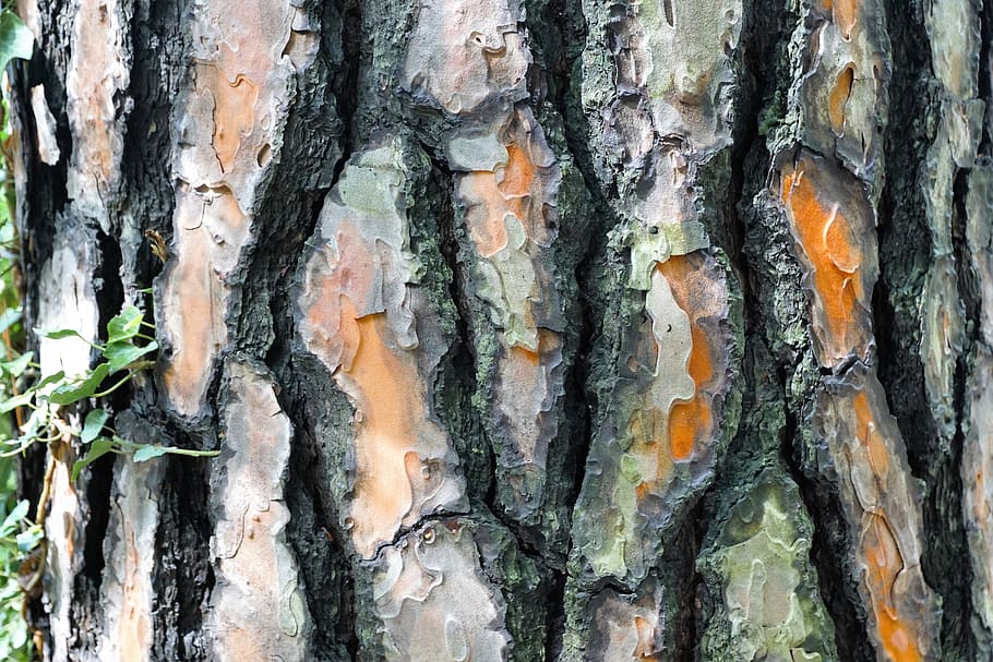 spruce, tree, bark, forest, conifer, nature, fir, green, plant HD wallpaper