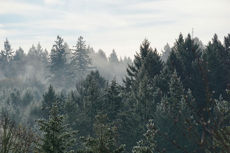 aerial view of foggy forest, trees covered with mist, woodland