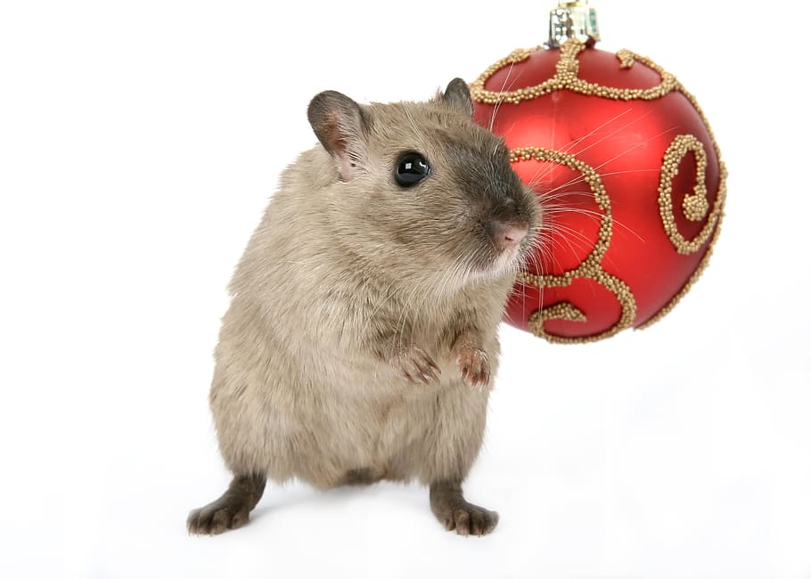 gray laboratory mouse and red bauble, animal, celebration, christmas, HD wallpaper