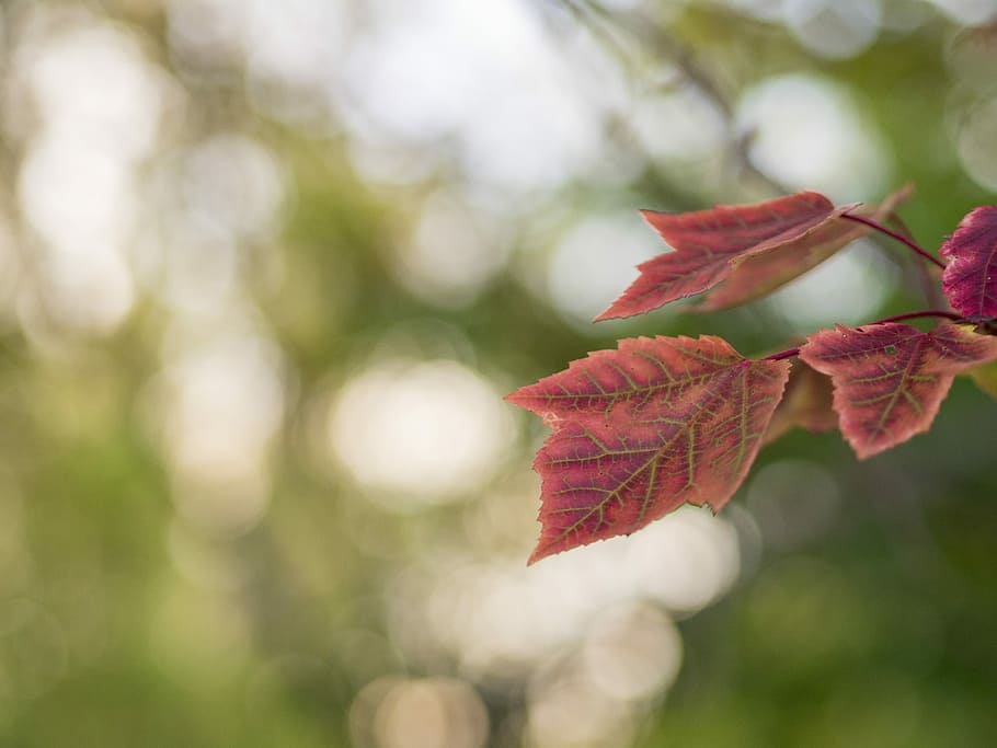 red leaf bokeh photography, selective focus photography of plant leaves HD wallpaper