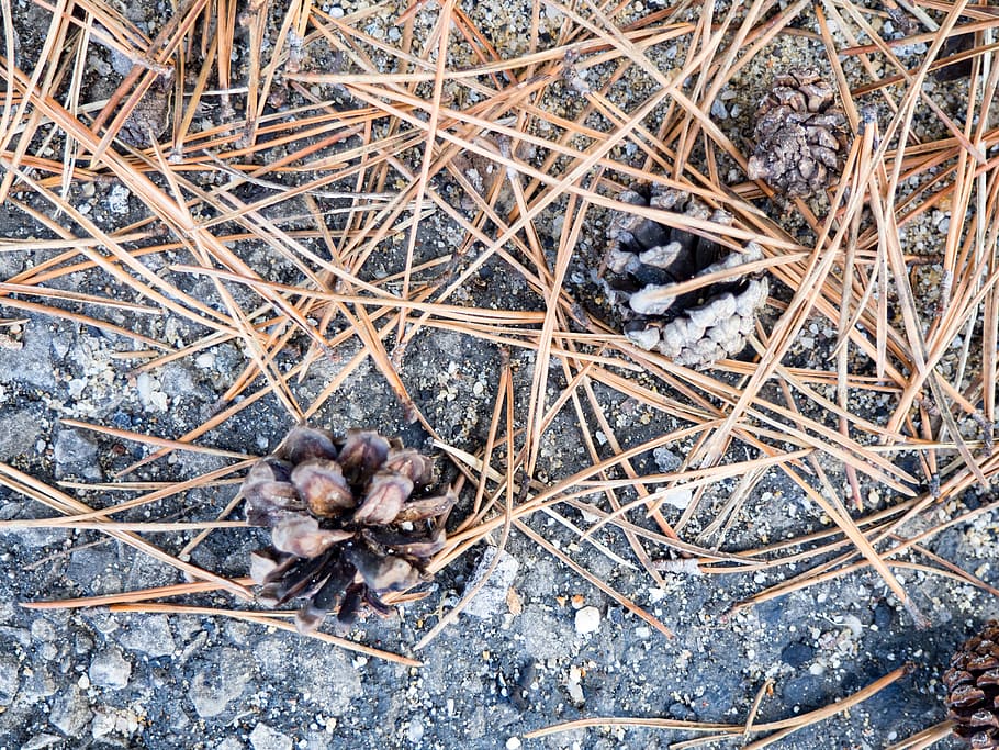 Pine Leaves and Pine Cones on Cement, driveway, rocks, Macro HD wallpaper