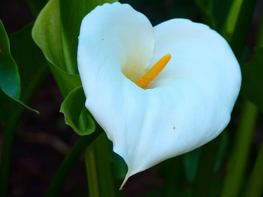 Calla blossom clearance