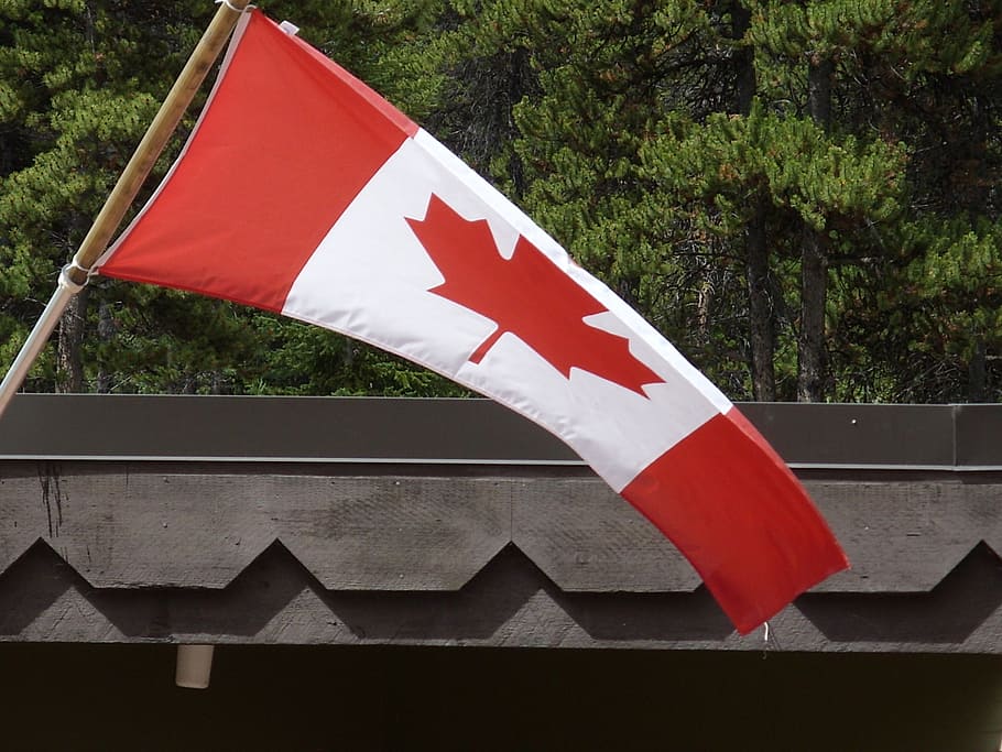 canada, canadian flag, maple leaf, red, patriotism, plant, no people HD wallpaper