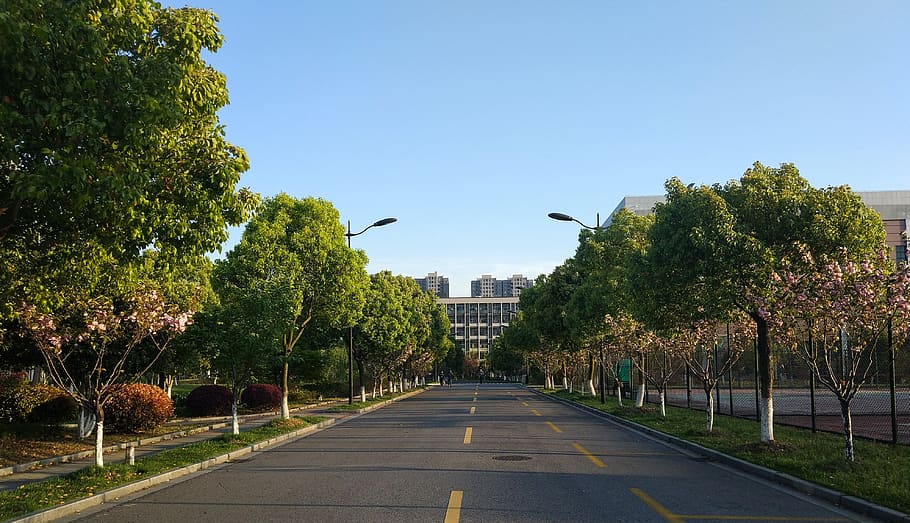 tree, road, guide, street, plant, sky, direction, the way forward HD wallpaper