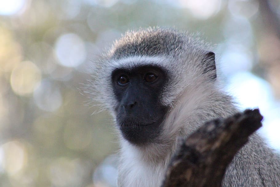 Ape, Monkey, Animal, Cute, Wildlife, nature, face, one animal HD wallpaper