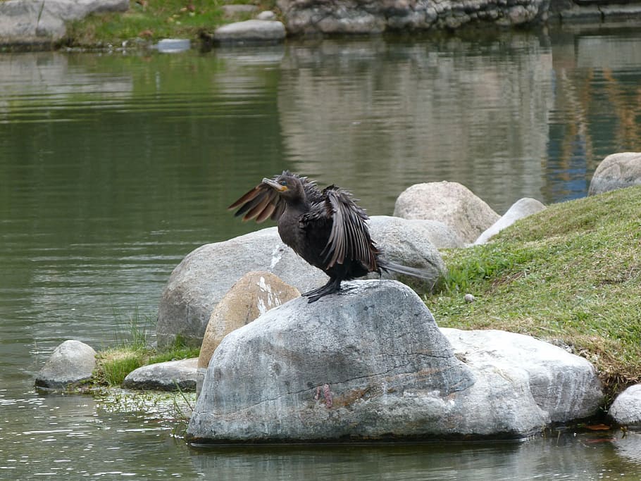 ave, nature, water, animal themes, vertebrate, animal wildlife HD wallpaper