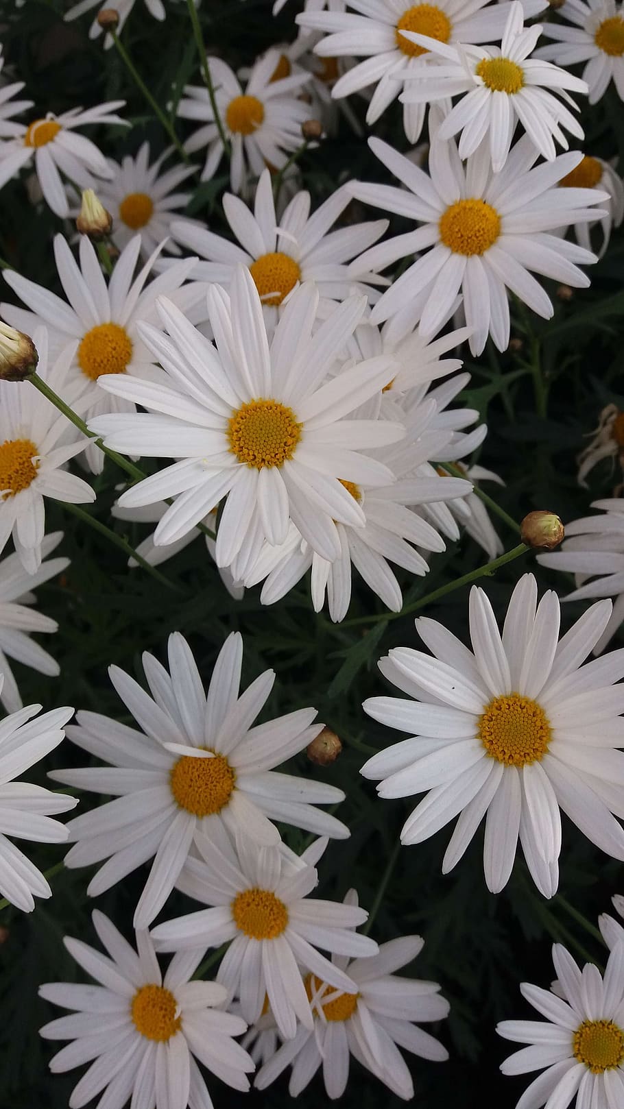 Beautiful daisy flower 2K wallpaper download