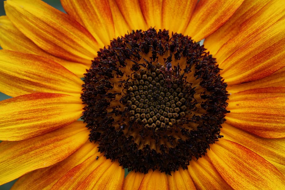 flower, nature, summer, flora, sunflower, flower head, flowering plant HD wallpaper