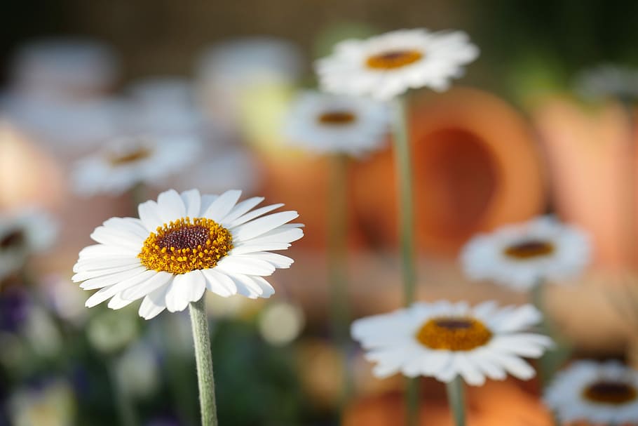 white daisy flowers, nature, plant, spring, close, macro, blossom HD wallpaper