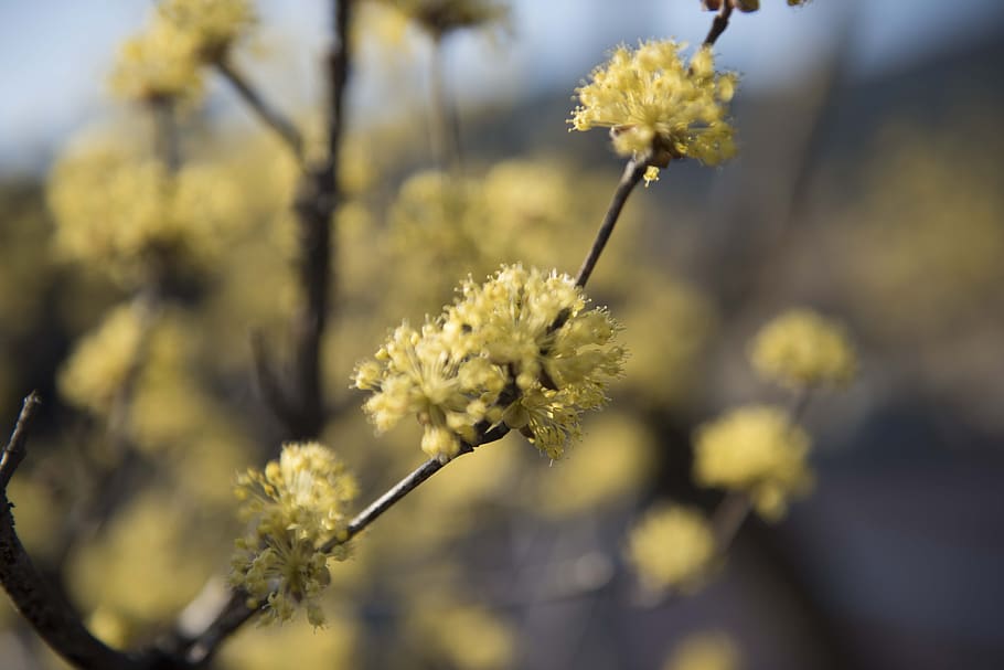cornus, jiri, top town, flower, flowering plant, fragility HD wallpaper