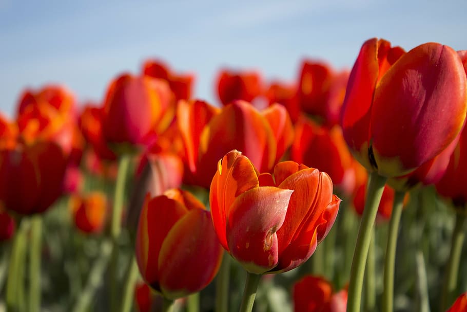 tulips, spring, netherlands, tulip fields, flower, flowers HD wallpaper