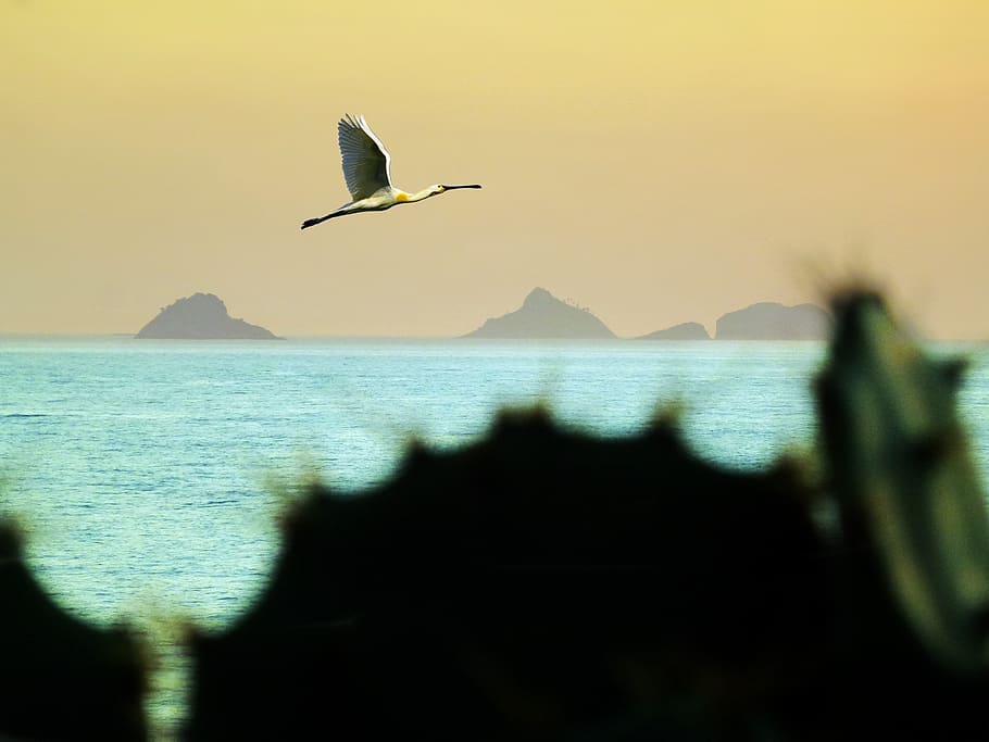 mar, ocean, beach, litoral, serra, mountains, birds, heron HD wallpaper