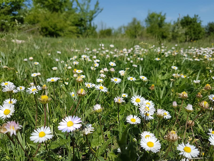 flowers, meadow, nature, flowering plant, freshness, vulnerability HD wallpaper