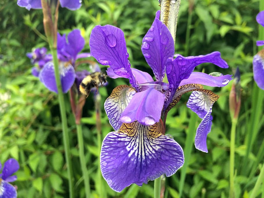 Flower, Iris, Nature, Spring, Floral, gardening, rain, leaf HD wallpaper