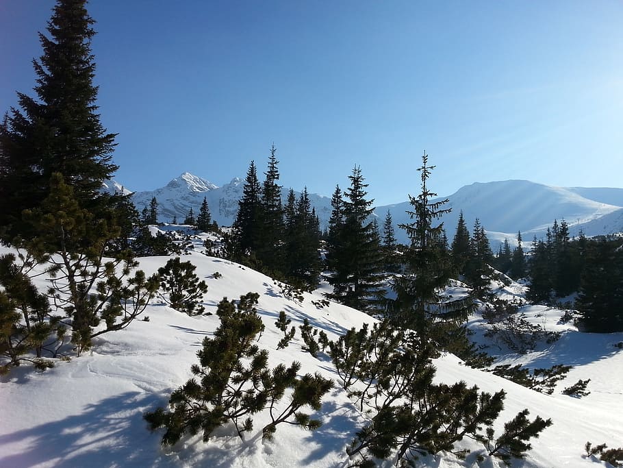 mountains, tatry, view, snow, winter, cold temperature, tree HD wallpaper