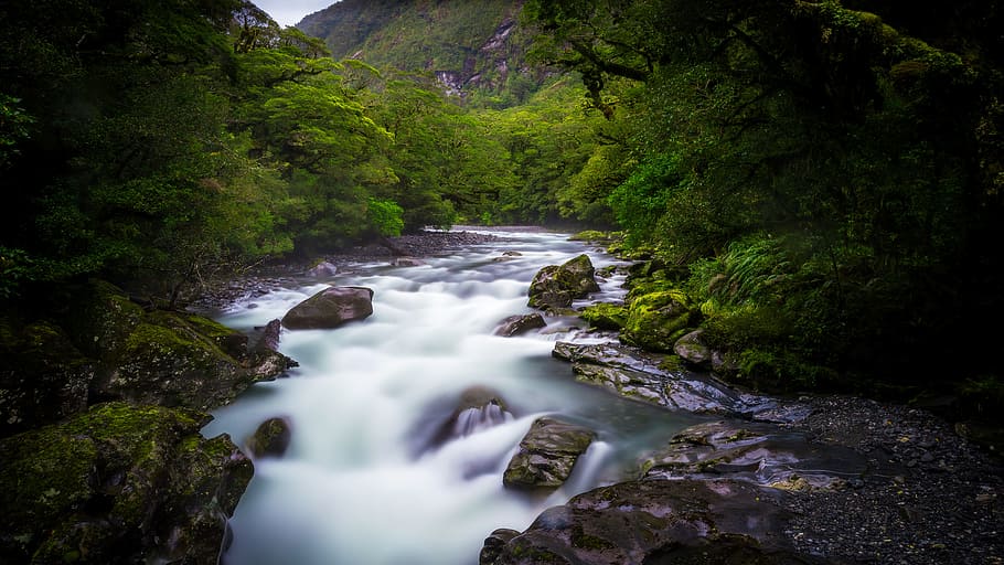 stream, water, rocks, moss, grass, trees, plants, nature, green HD wallpaper