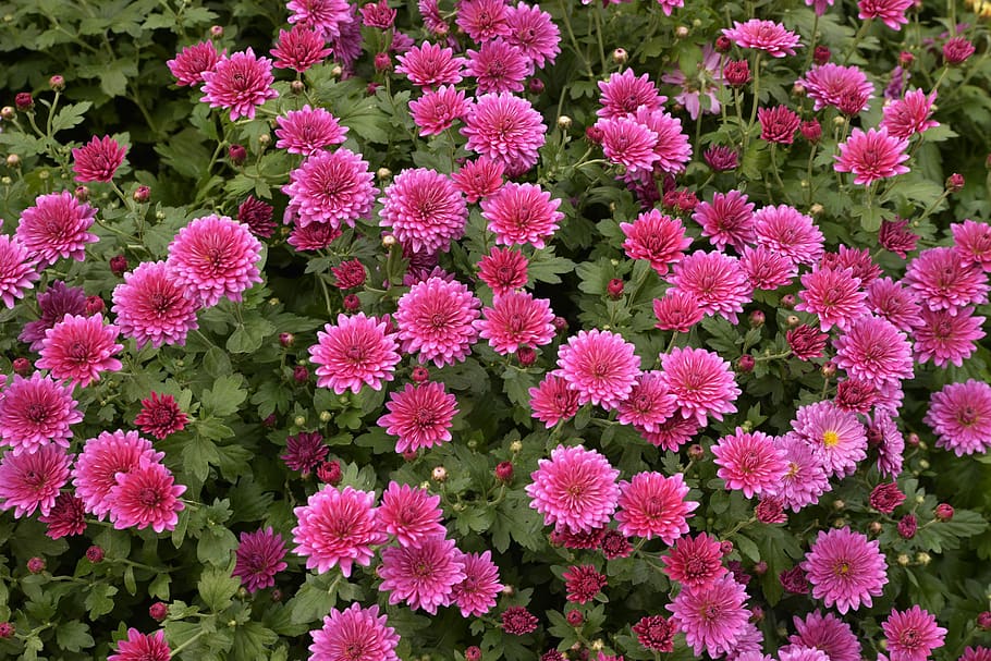 flowers, raspberry, flower bed, chrysanthemum, background, flowering plant HD wallpaper