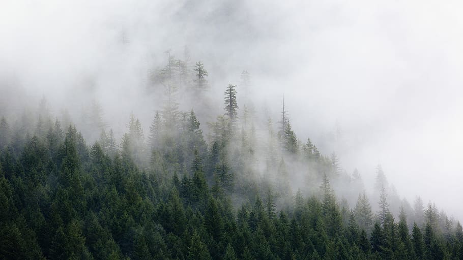 Forest Wallpaper 4K, Foggy, Mist, Pine trees