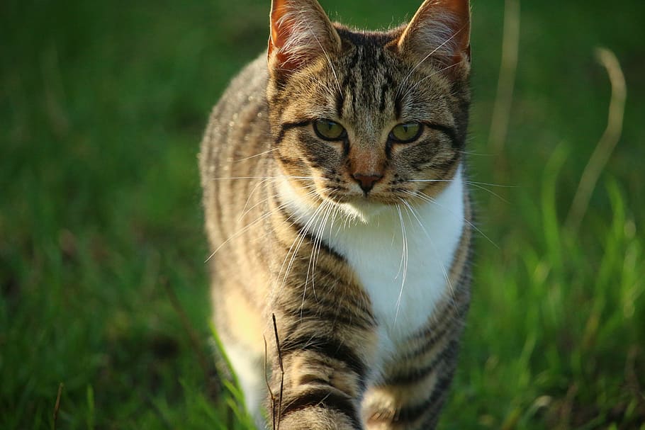 cat walking outdoor, kitten, young cats, mackerel, pet, domestic cat HD wallpaper
