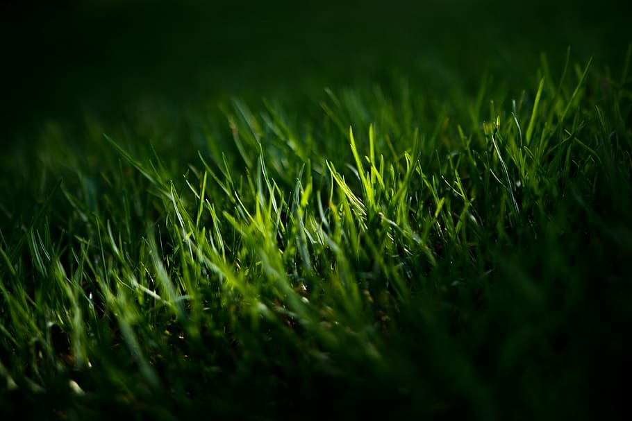 grass, green, lawn, green color, growth, nature, agriculture HD wallpaper