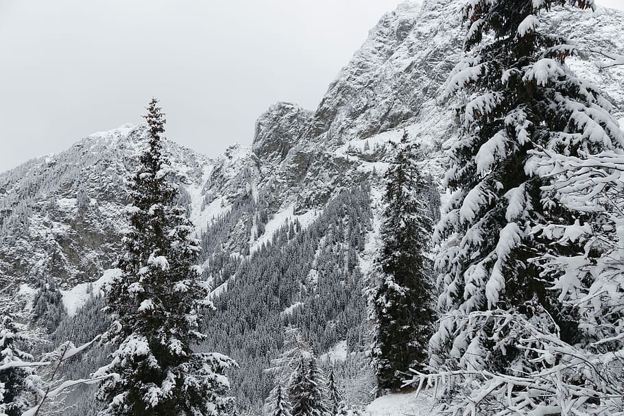 snow-covered tall trees at daytime, pine trees covered with snow HD wallpaper