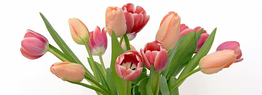 orange and red tulip flower arrangement, tulips, flowers, apricot, HD wallpaper