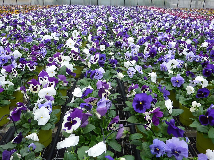 plant, violet, thinking, nature, flower, springtime, purple HD wallpaper