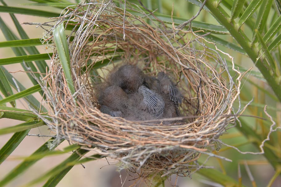 nest, bird, nature, animal wildlife, animal themes, animals in the wild HD wallpaper