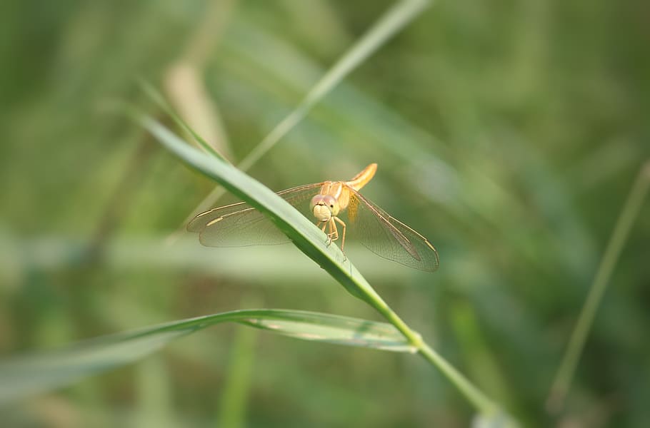 dragonfly, insect, anisoptera, odonate, insecta, arthropoda HD wallpaper