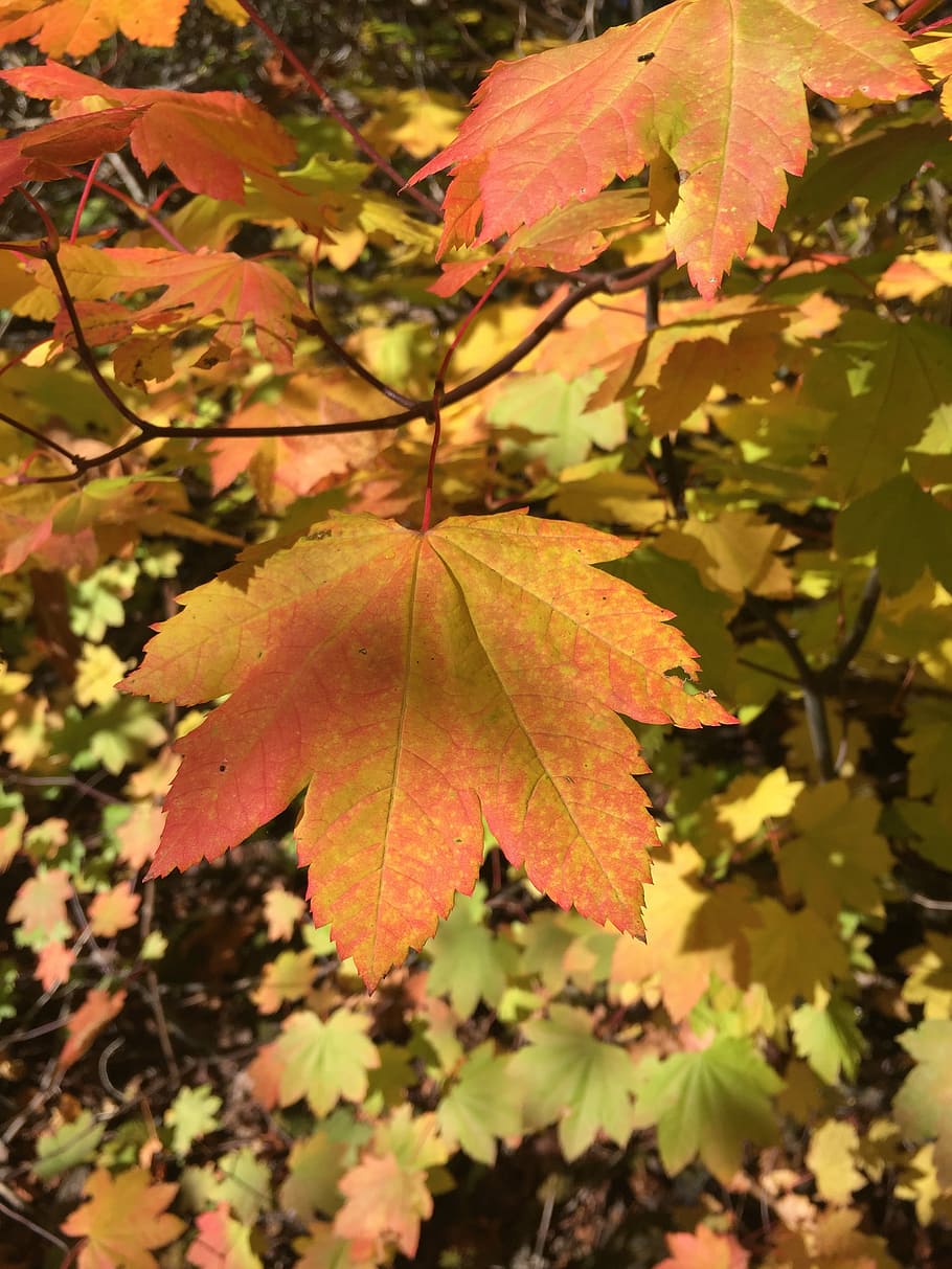 Vine Maple, Maple, Leaf, Autumn, Foliage, Fall, october, change HD wallpaper