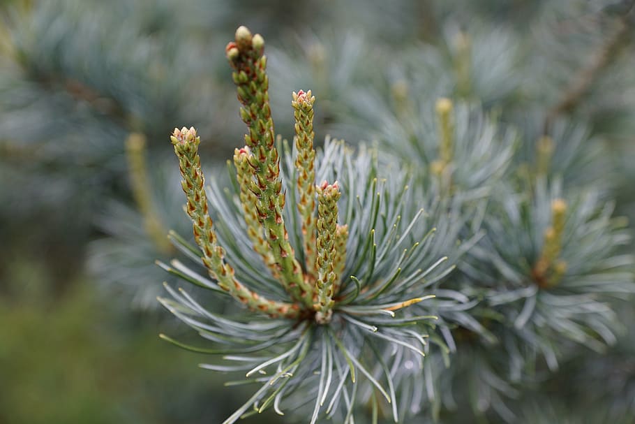 spruce, tree, blue, conifer, nature, plant, close-up, needle - Plant Part HD wallpaper