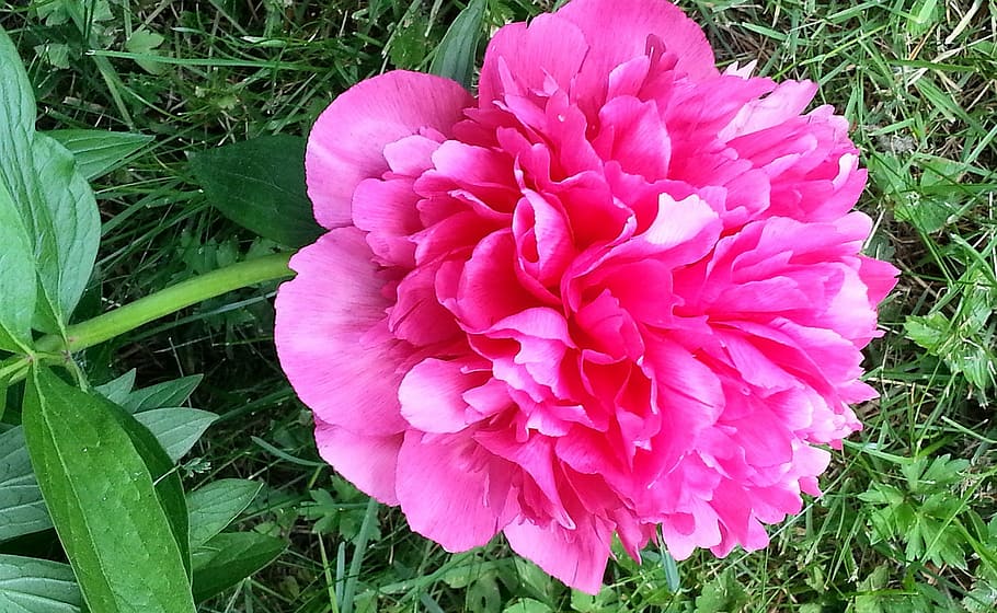 peony, blossom, bloom, bud, red, beautiful, beauty, plant, petals HD wallpaper