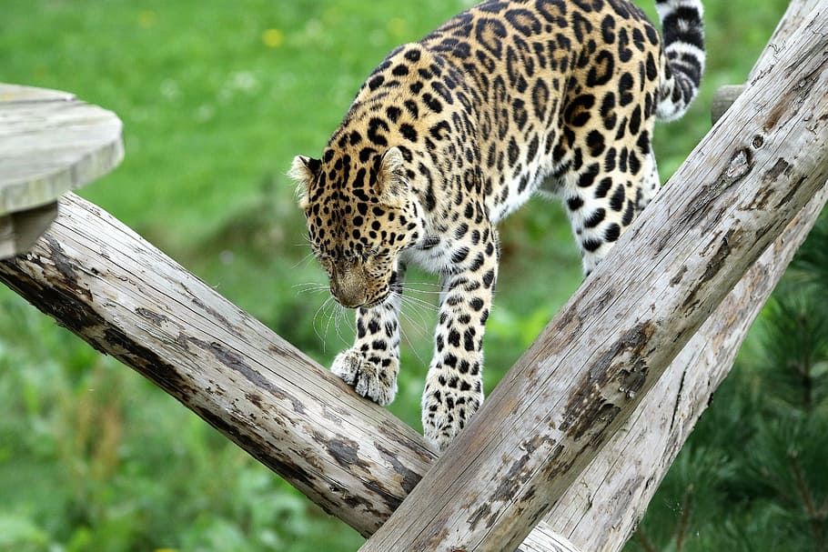 leopard, spotted, cat, nature, outdoors, wildlife, animal, black HD wallpaper