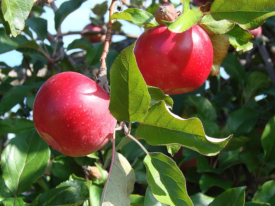 Apple, Tree, Fruit, Shiny, red, delicious, food and drink, growth HD wallpaper