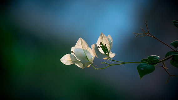 Flower, White, Spring, Bloom, green, love, elegant, natural HD wallpaper