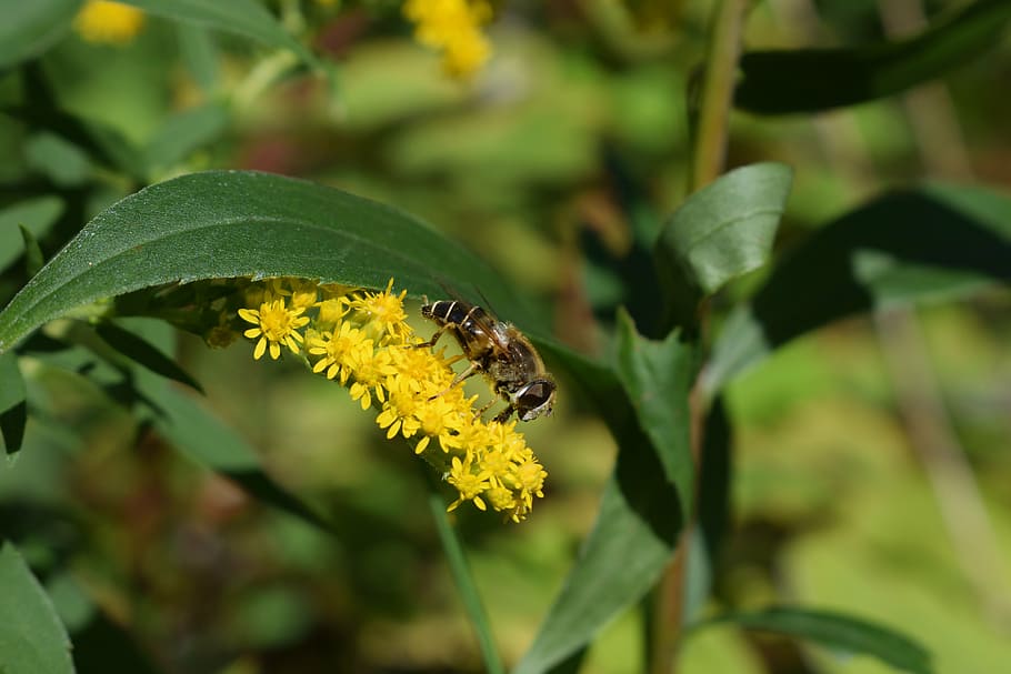 hoverfly, yellow, summer, insect, nature, macro, blossom, bug HD wallpaper