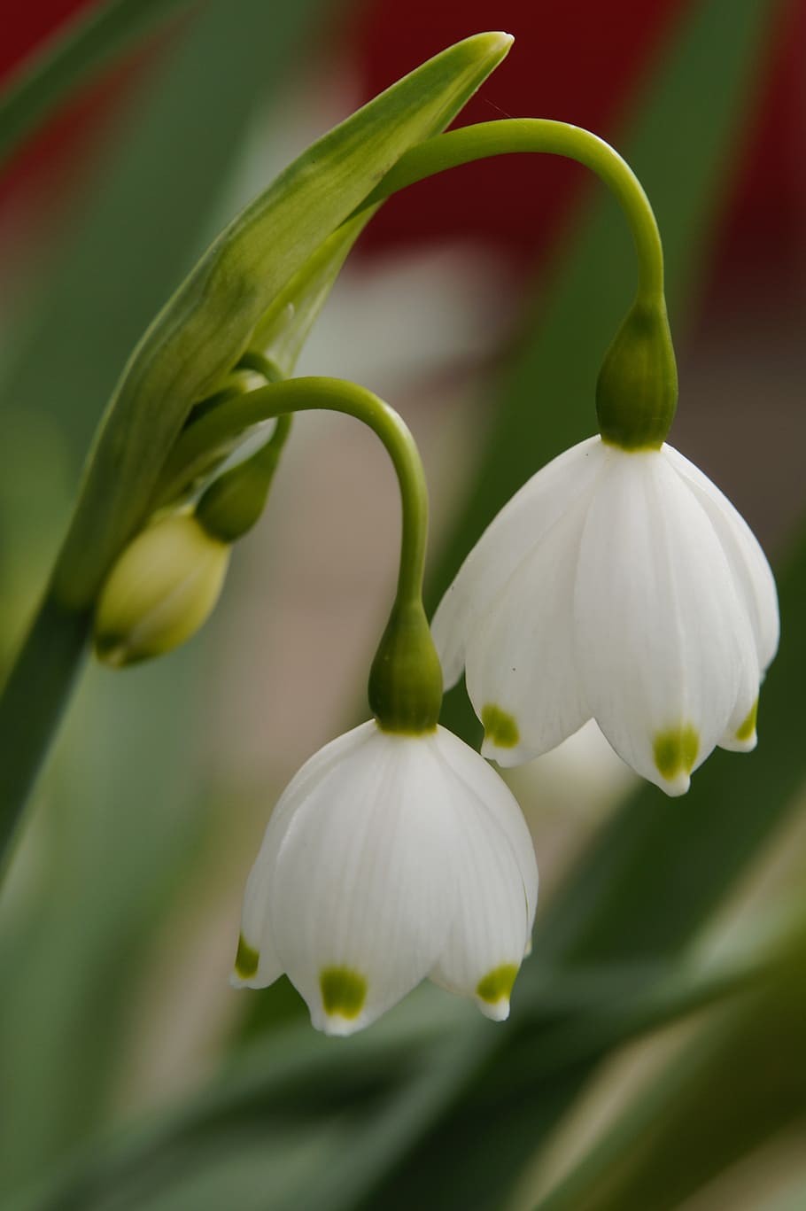 snowflake, flower, blossom, bloom, white, spring, spring flower HD wallpaper