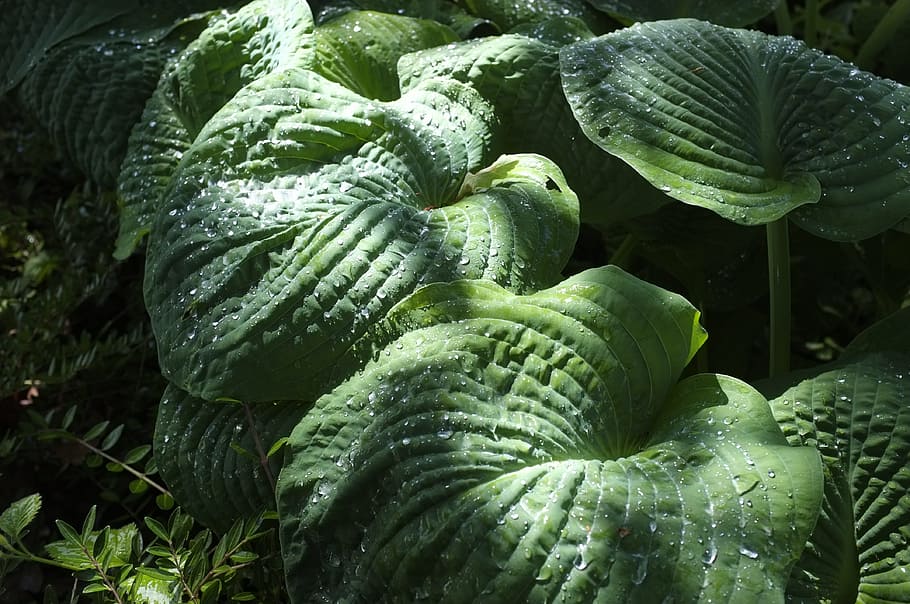 leaf, large, green, shiny, exotic, plant, nature, green plant HD wallpaper