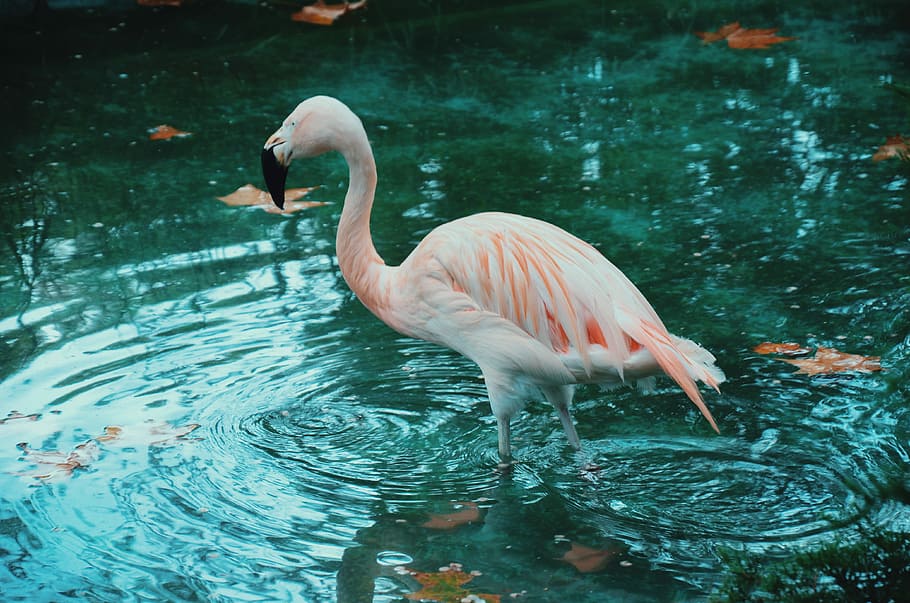 flamingon in body of water, flamingo in water, pink, bird, lake HD wallpaper