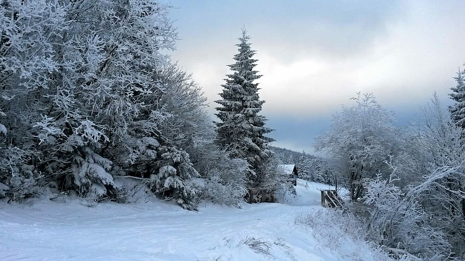 white trees beside snow path, Forest, Winter, Snowy, cold temperature HD wallpaper