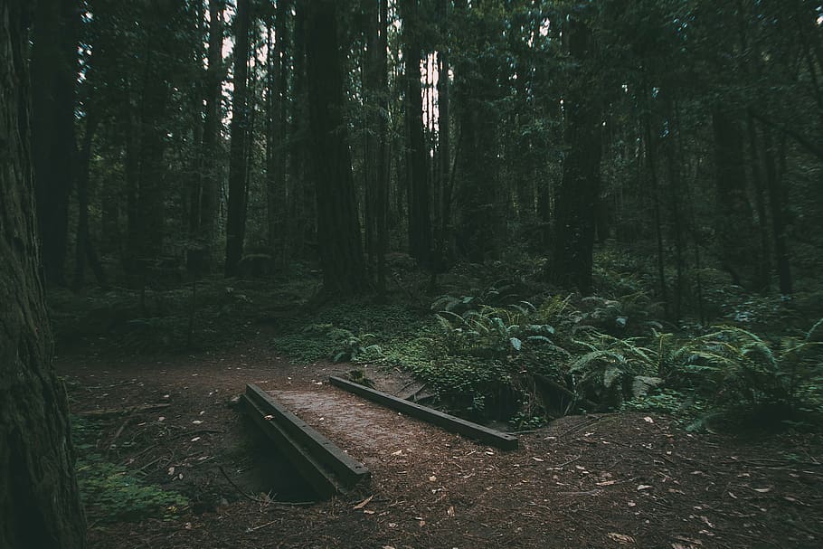 forest, nature, plants, trees, woods, land, tree trunk, woodland HD wallpaper