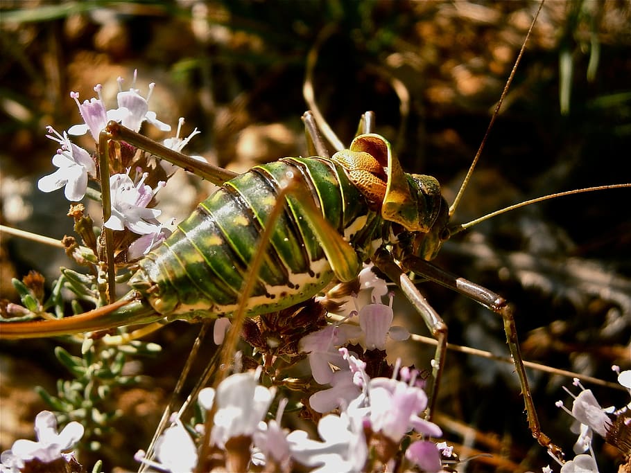 insect, grasshopper, forest, nature, plant, flower, flowering plant HD wallpaper