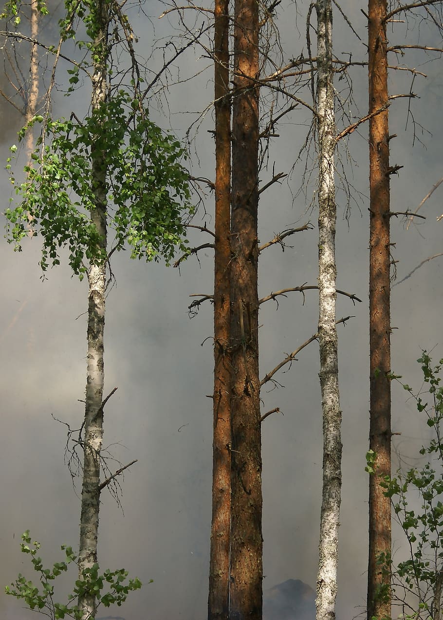 forest fire, conservation, båtfors, nature, sweden, hot, smoke HD wallpaper